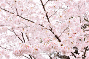 京都　円山公園の桜　（京都　日本）